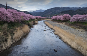 伊豆河津桜